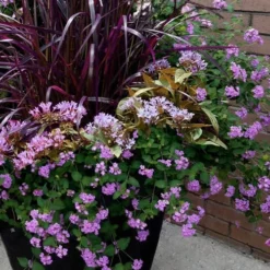 Trailing Lavender Lantana - 1 Gallon Pot -Garden Supplies Sales 2024 Lantana Trailing Lavender 16 1
