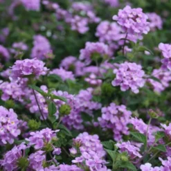 Trailing Lavender Lantana - 1 Gallon Pot -Garden Supplies Sales 2024 Lantana Trailing Lavender 2 1