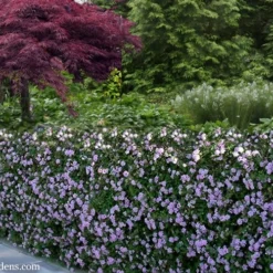 Trailing Lavender Lantana - 5 Pack Of Pint Pots 15 Trailing Lavender Lantana - 5 Pack Of Pint Pots -Garden Supplies Sales 2024 Lantana Trailing Lavender 22