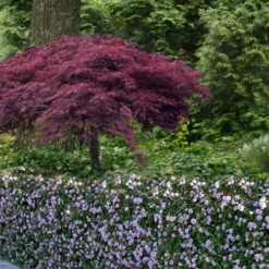 Trailing Lavender Lantana - 1 Gallon Pot -Garden Supplies Sales 2024 Lantana Trailing Lavender 23 1