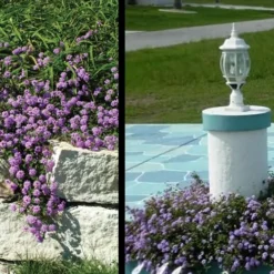 Trailing Lavender Lantana - 5 Pack Of Pint Pots 17 Trailing Lavender Lantana - 5 Pack Of Pint Pots -Garden Supplies Sales 2024 Lantana Trailing Lavender 3