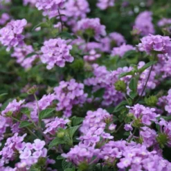 Trailing Lavender Lantana - 1 Gallon Pot -Garden Supplies Sales 2024 Lantana Trailing Lavender 500x750 2