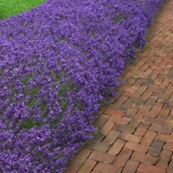 Hidcote Blue English Lavender - 1 Gallon Pot -Garden Supplies Sales 2024 Lavender Hidcote 1 2
