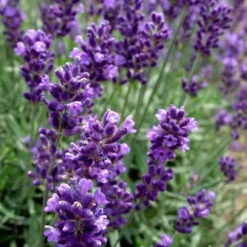 Hidcote Blue English Lavender - 1 Gallon Pot -Garden Supplies Sales 2024 Lavender Hidcote 2 2