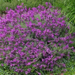 Otto Quast Spanish Lavender - 5 Pack Of Quart Pots -Garden Supplies Sales 2024 Lavender Otto Quast 21