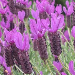 Otto Quast Spanish Lavender - 5 Pack Of Quart Pots -Garden Supplies Sales 2024 Lavender Otto Quast 22