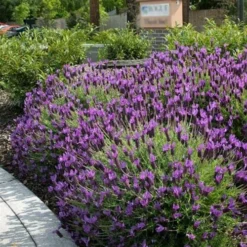 Otto Quast Spanish Lavender - 5 Pack Of Quart Pots -Garden Supplies Sales 2024 Lavender Otto Quast 23