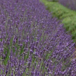 Phenomenal Lavender - 1 Gallon Pot -Garden Supplies Sales 2024 Lavender Phenomenal 11 1