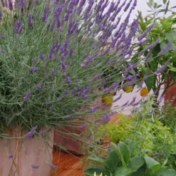 Phenomenal Lavender - 10" Patio Pot -Garden Supplies Sales 2024 Lavender Phenomenal 12