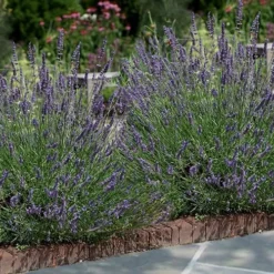 Phenomenal Lavender - 5 Pack Of Quart Pots -Garden Supplies Sales 2024 Lavender Phenomenal 13 2