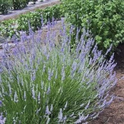 Provence French Lavender - 5 Pack Of Quart Pots -Garden Supplies Sales 2024 Lavender Provence 1
