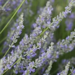 Provence French Lavender - 5 Pack Of Quart Pots -Garden Supplies Sales 2024 Lavender Provence 3