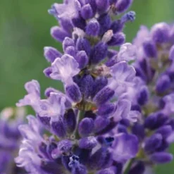 SuperBlue English Lavender - 1 Gallon Pot -Garden Supplies Sales 2024 Lavender Super Blue 1
