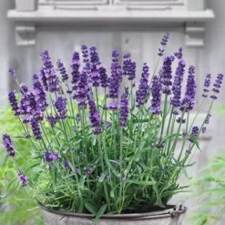 SuperBlue English Lavender - 1 Gallon Pot -Garden Supplies Sales 2024 Lavender Superblue 12