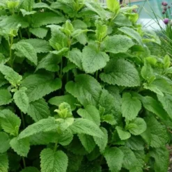 Lemon Balm Plant - 1 Gallon Pot