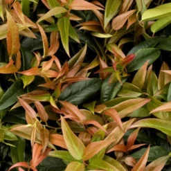 Scarletta Fetterbush - Leucothoe Fontanesiana 'Zeblid' - 2 Gallon Pot -Garden Supplies Sales 2024 Leucothoe Scarletta 2