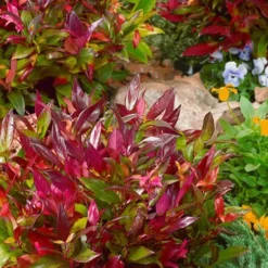 Scarletta Fetterbush - Leucothoe Fontanesiana 'Zeblid' - 3 Gallon Pot -Garden Supplies Sales 2024 Leucothoe Scarletta 4 2