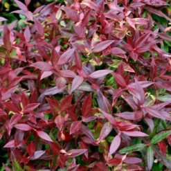 Scarletta Fetterbush - Leucothoe Fontanesiana 'Zeblid' - 2 Gallon Pot -Garden Supplies Sales 2024 Leucothoe Scarletta 5