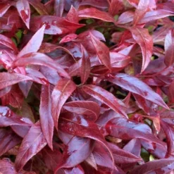 Scarletta Fetterbush - Leucothoe Fontanesiana 'Zeblid' - 2 Gallon Pot