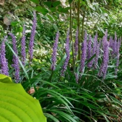 Big Blue Lilyturf - Liriope Muscari - 18 Count Flat Of Pint Pots -Garden Supplies Sales 2024 Liriope Big Blue 12 1
