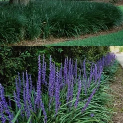 Big Blue Lilyturf - Liriope Muscari - 18 Count Flat Of Pint Pots -Garden Supplies Sales 2024 Liriope Big Blue 13 1