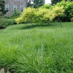 Creeping Lilyturf - Liriope Spicata - 18 Count Flat Of Pint Pots 9 Creeping Lilyturf - Liriope Spicata - 18 Count Flat Of Pint Pots -Garden Supplies Sales 2024 Liriope Creeping Landscape 1