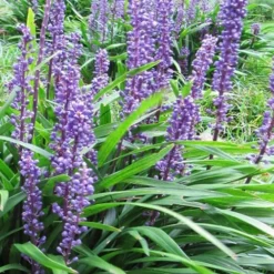 Emerald Goddess Liriope (Lilyturf) - 6-Pack Of 1 Gallon Pots