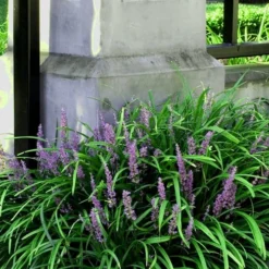 Emerald Goddess Liriope (Lilyturf) - 1 Gallon Pot -Garden Supplies Sales 2024 Liriope Emerald Goddess 11 1