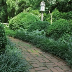 Emerald Goddess Liriope (Lilyturf) - 6-Pack Of 1 Gallon Pots -Garden Supplies Sales 2024 Liriope Emerald Goddess 2