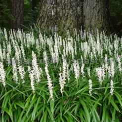 Monroe's White Liriope - Lilyturf - 10 Count Flat Of Pint Pots -Garden Supplies Sales 2024 Liriope Monroe White Landscape 2