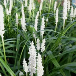 Monroe's White Liriope (Lilyturf) - 6 Pack Of 1 Gallon Pots 9 Monroe's White Liriope (Lilyturf) - 6 Pack Of 1 Gallon Pots -Garden Supplies Sales 2024 Liriope Monroes White 500x750 3