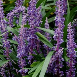 Royal Purple Liriope (Lilyturf) - 1 Gallon Pot -Garden Supplies Sales 2024 Liriope Royal Purple 16 3