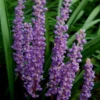 Royal Purple Liriope - Lilyturf - 3 Pack Of Pint Pots