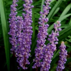 Royal Purple Liriope - Lilyturf - 10 Pack Of Pint Pots