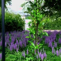Royal Purple Liriope - Lilyturf - 10 Pack Of Pint Pots -Garden Supplies Sales 2024 Liriope Royal Purple 20 5