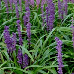 Royal Purple Liriope (Lilyturf) - 6 Pack Of 1 Gallon Pots -Garden Supplies Sales 2024 Liriope Royal Purple 500x750 2