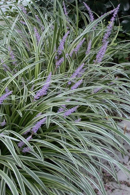 Silvery Sunproof Variegated Liriope - Lilyturf - 6 Pack Of 1 Gallon Pots 1 Silvery Sunproof Variegated Liriope - Lilyturf - 6 Pack Of 1 Gallon Pots
