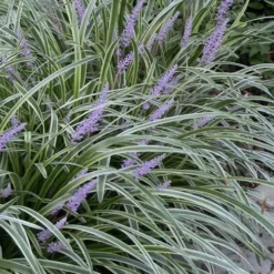 Silvery Sunproof Variegated Liriope - Lilyturf - 10 Pack Of Pint Pots
