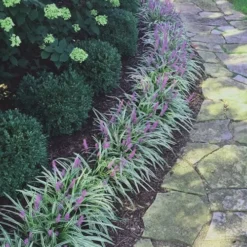 Silvery Sunproof Variegated Liriope - Lilyturf - 6 Pack Of 1 Gallon Pots 7 Silvery Sunproof Variegated Liriope - Lilyturf - 6 Pack Of 1 Gallon Pots -Garden Supplies Sales 2024 Liriope Silvery Sunproof 15 3