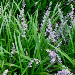 Creeping Lilyturf (Liriope Spicata) - 72 Pack Of 3.5" Pint Pots -Garden Supplies Sales 2024 Liriope Spicata 50 2