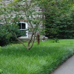 Creeping Lilyturf - Liriope Spicata - 18 Count Flat Of Pint Pots