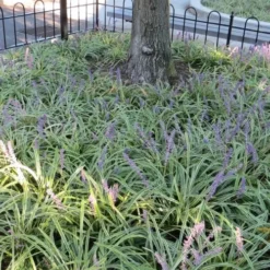 Variegated Liriope - Lilyturf - 36 Pack Of 3.5" Pint Pots -Garden Supplies Sales 2024 Liriope Variegata 6 5