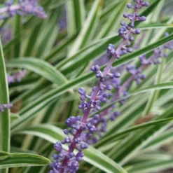 Variegated Liriope (Monkey Grass / Lilyturf) - 1 Gallon Pot -Garden Supplies Sales 2024 Liriope Variegata 7