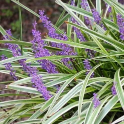 Variegated Liriope - Monkey Grass / Lilyturf - 10 Pack Of Pint Pots -Garden Supplies Sales 2024 Liriope Variegated 15 2