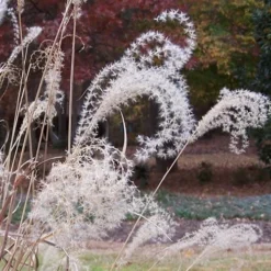 Little Zebra Grass - Miscanthus - 3 Gallon Pot 13 Little Zebra Grass - Miscanthus - 3 Gallon Pot -Garden Supplies Sales 2024 Little Zebra Grass 1