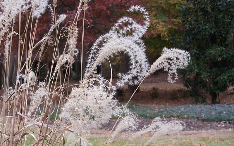 Little Zebra Grass - Miscanthus - 3 Gallon Pot 7 Little Zebra Grass - Miscanthus - 3 Gallon Pot - Image 7