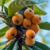 Loquat Tree - Eriobotrya Japonica - 3 Gallon Pot