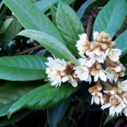 Loquat Tree (Eriobotrya Japonica) - 7 Gallon Pot (6-7') -Garden Supplies Sales 2024 Loquat Tree Flowers 1