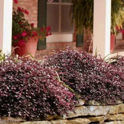 Purple Pixie Loropetalum - 1 Gallon Pot -Garden Supplies Sales 2024 Loropetalum Purple Pixie 102 3