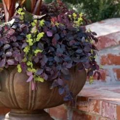 Purple Pixie Loropetalum - 1 Gallon Pot -Garden Supplies Sales 2024 Loropetalum Purple Pixie 104 3